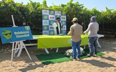 ¡Iniciamos la cosecha de uva en el Fundo Buenos Muchachos de Pisco!