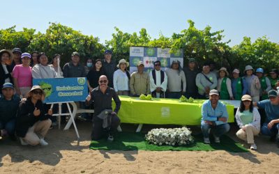 ¡Iniciamos la cosecha de uva en el Fundo Buenos Muchachos DE Pisco!